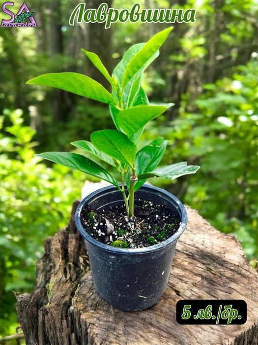 Лавровишна,Лавандула,Маслодайни рози,Мурсалски чай…