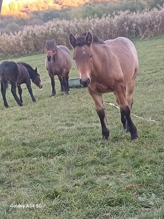 Manze de vanzare de 6 luni