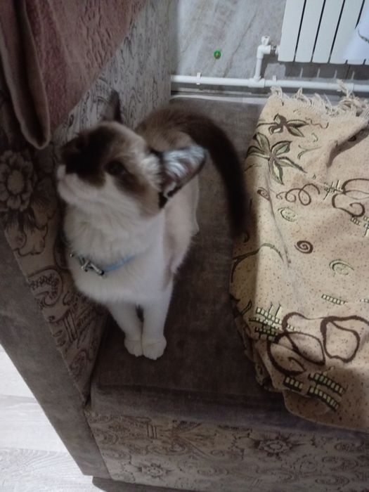 Нужен кот кошачке