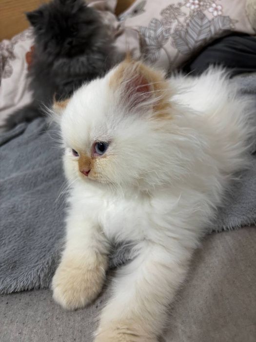 Pui persani chinchilla