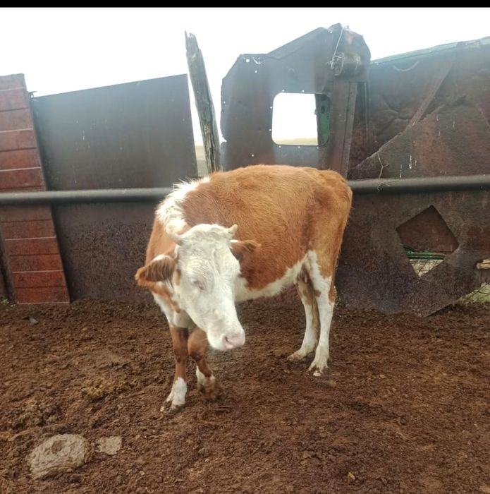 Қашар алты айлық ұрғашы бұзауы мен сатылады