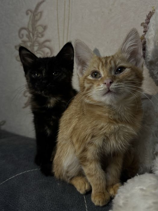 Маленькие котятаотдадим в хорошие руки, ласковые, к лотку приучены