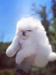 Pomeranian pedigree Fci