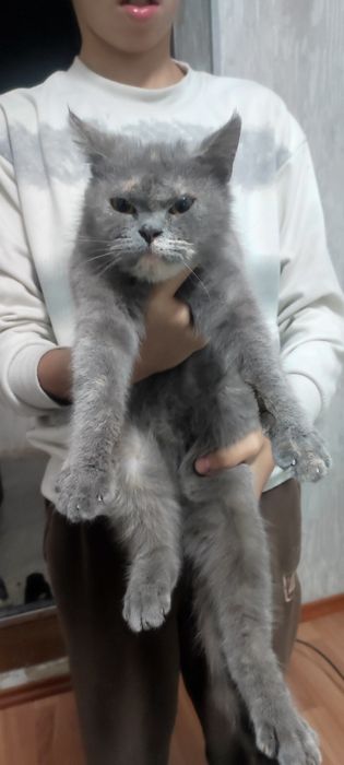 Кошка Британская короткошерстая