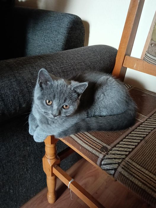 Se vinde motan british shorthair