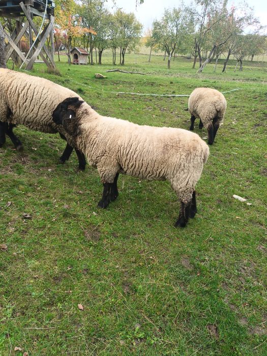 Berbec Suffolk de vanzare