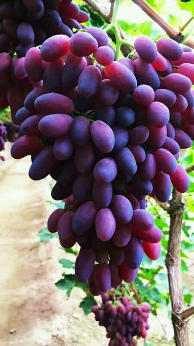 Vita de vie de masa farà samburi