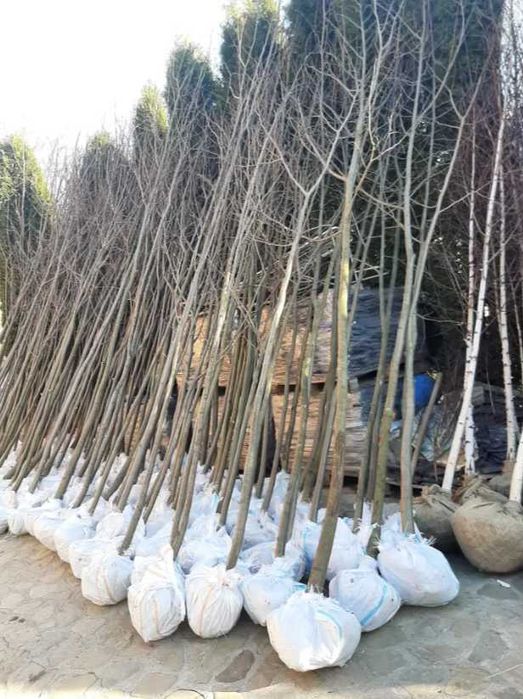 Mesteacan Alb Betula