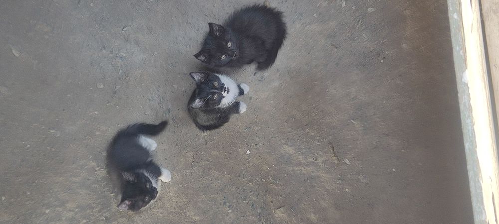 4 Dona bor yaxshi qoridon odamlara xadiyaga. Bariladi