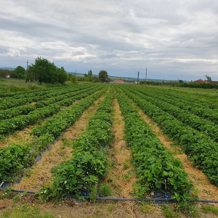 Vand stoloni de căpșuni