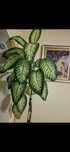Flori ornamentale