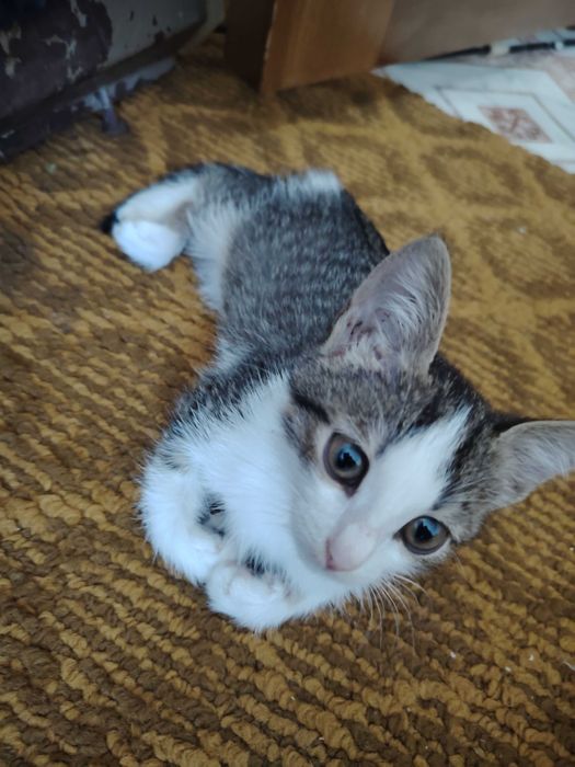 Отдам котёнка в добрые руки