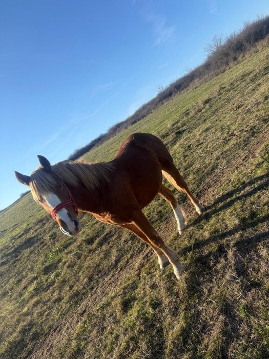 Mânz de vânzare,1 an