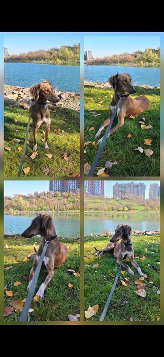 Продам Тазы 1,5 года