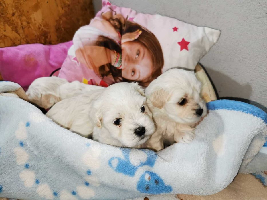 Bichon maltez! Cautam o noua familie!