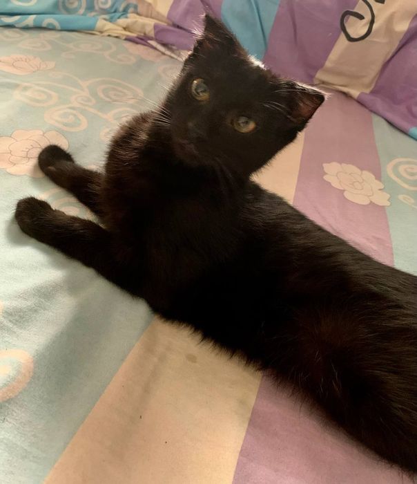 Mushk 4 5 oyliq britanski boliw baxosi