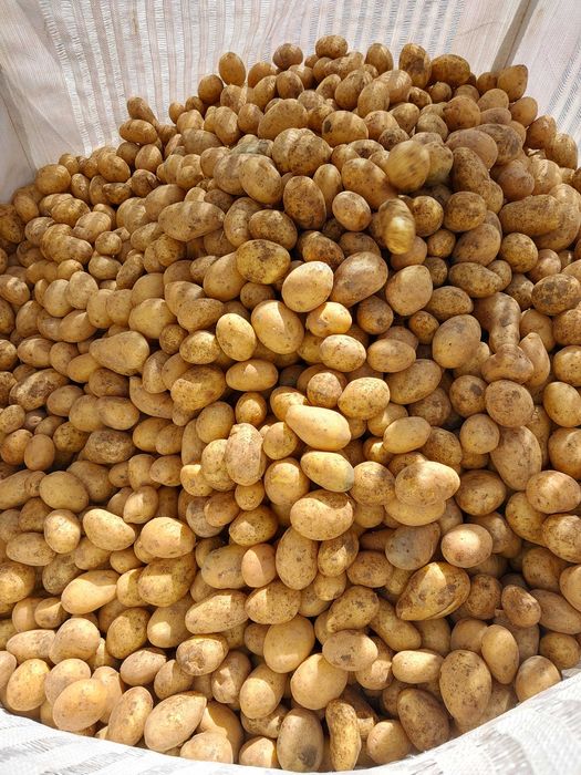 Cartofi sămânța Paradiso