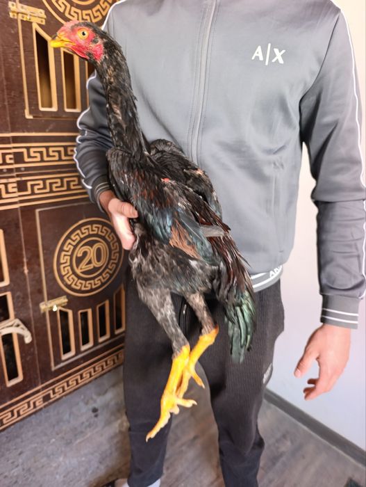 Bardoviy chokko jojamiz sotiladi