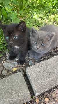 Котята черный и серый
