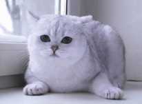 Шотландские кошки. Две сестрички.