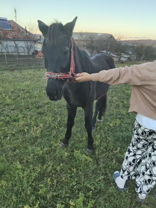 Vând cal de 10 ani