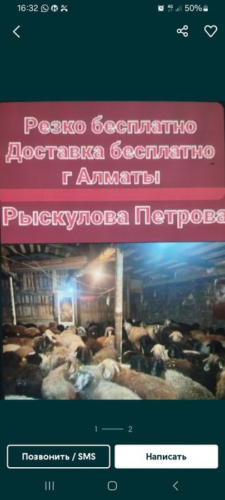Бараны  Қой тоқты баран Баран  Алматы   Имеется доставка