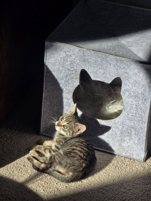 Подарява се мъжко коте / Коте търси дом