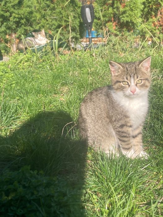 Коте - 2 месеца.