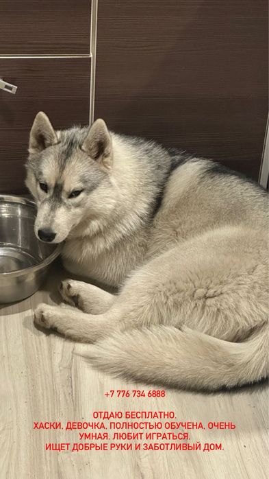 Отдам собаку в хорошие руки