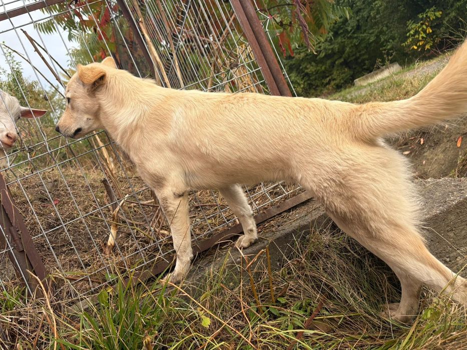Donez 1 câine ciobănesc mix (buc/Mio) + câine de prins șoareci