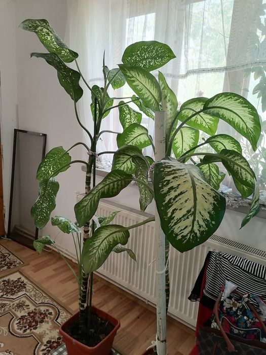 PLANTE MARI(2)- în Craiova