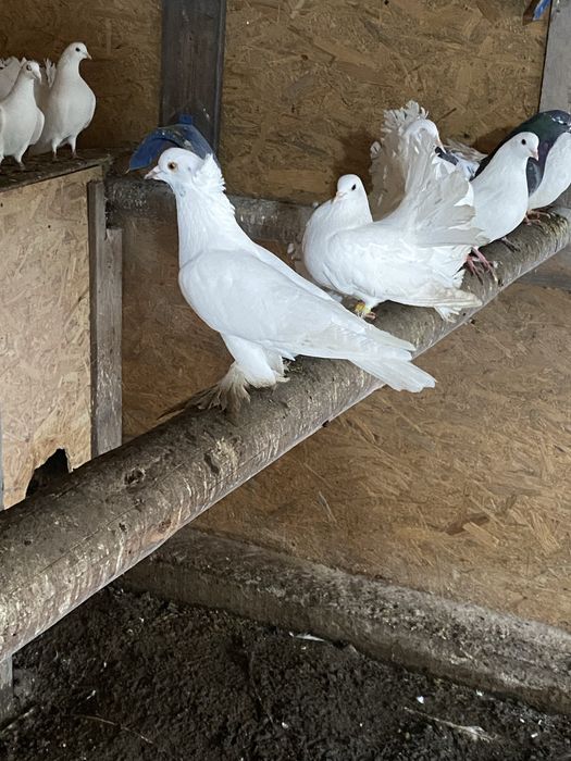 Vand porumbei pave, indieni, galateni, incaltati