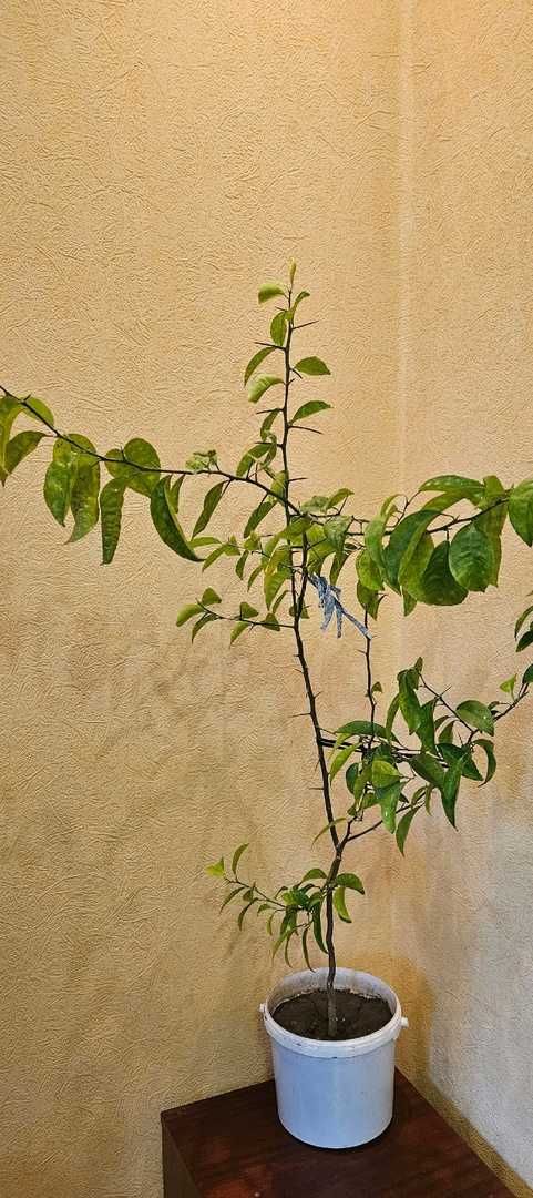Комнатное растение дерево лимон