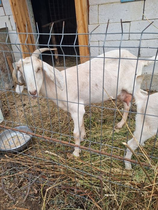 Vând capră anglo-nubiana