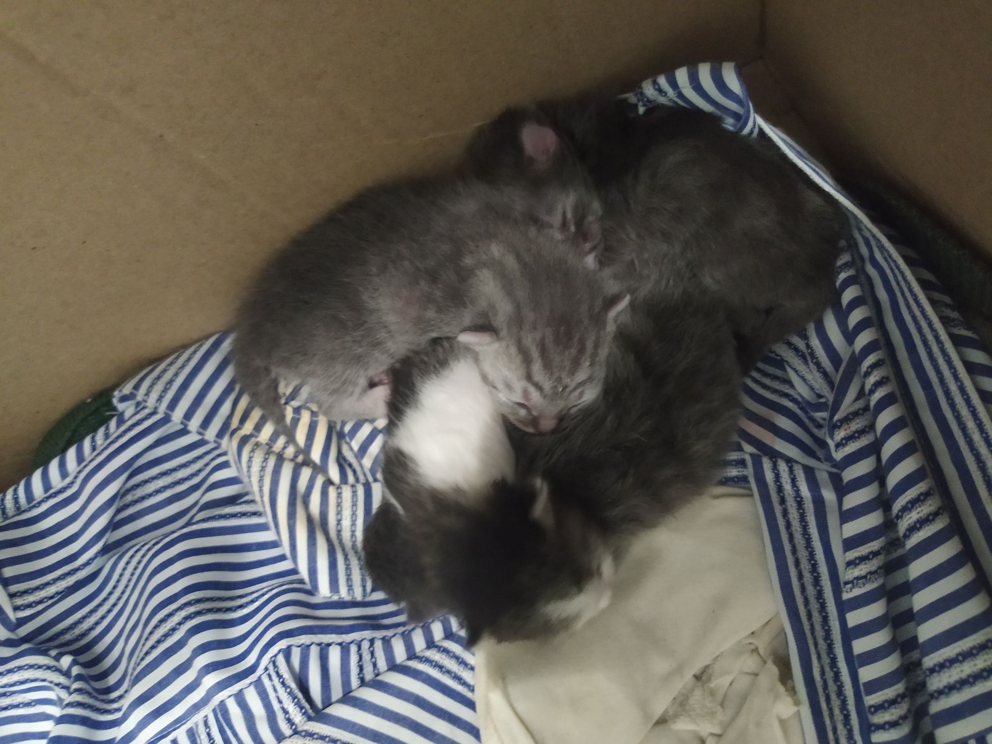 Бронь Шотландских котят