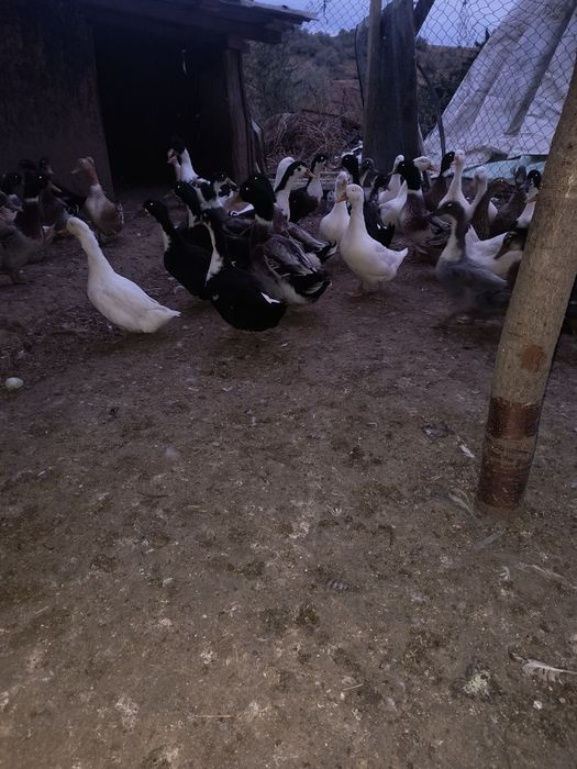 Vând rațe românești