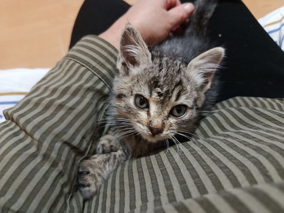 Пристроить котенка