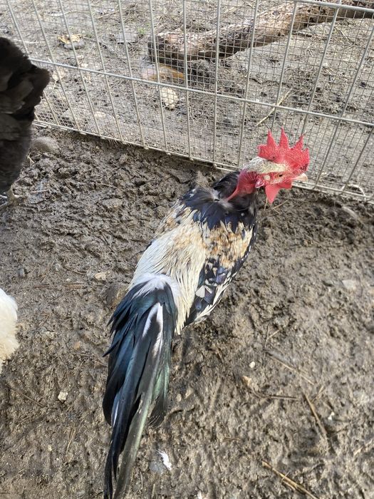 Vand cocos italiana golaș