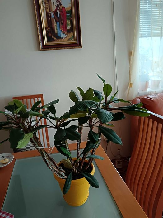 Еуфорбия, плюеща палма