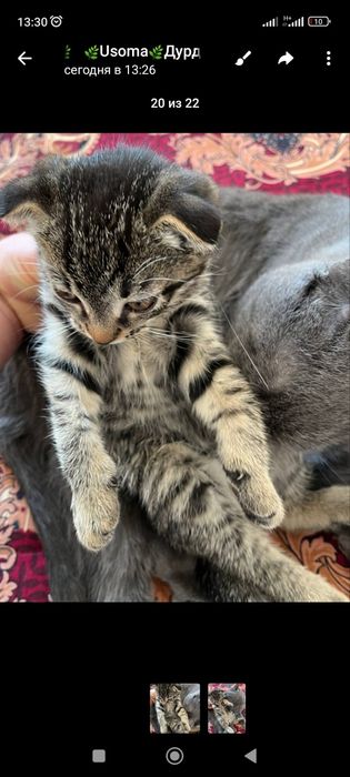 Британская короткашерстная