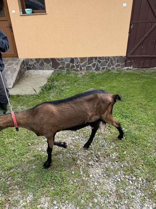 Capră din rasa alpină franceză la a doua fătare