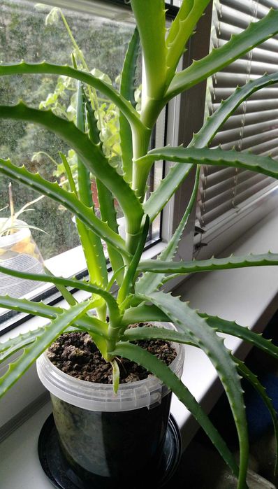 Продавам цветя Алое лечебно