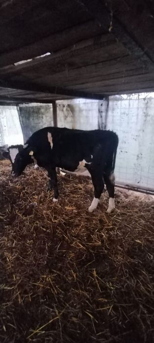 Vând  tauri. Crescuți natural