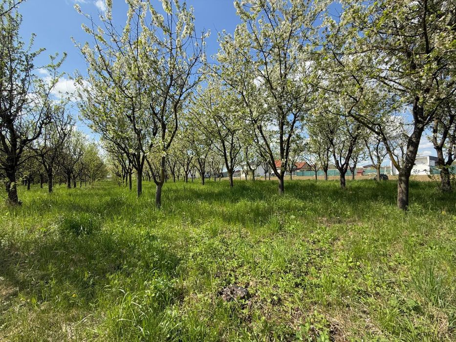 Teren cu livada de vanzare! In Paulesti
