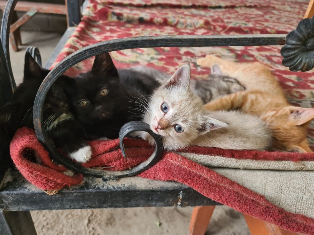 Котята в добрые руки 1 месяц от роду