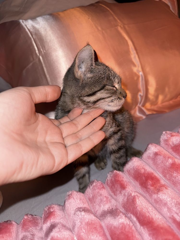 Котенок в добрые руки !