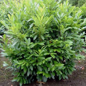 Vând laur englezesc la ghiveci și hortensi la ghiveci  mari