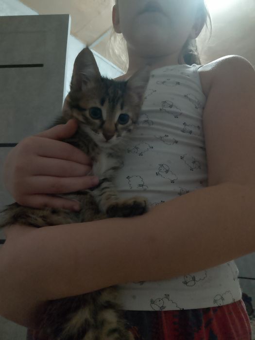 Отдам котенка в хорошие руки