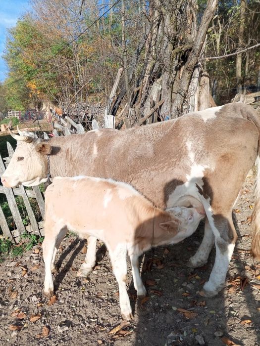 Vaci cu vitei ..tinere