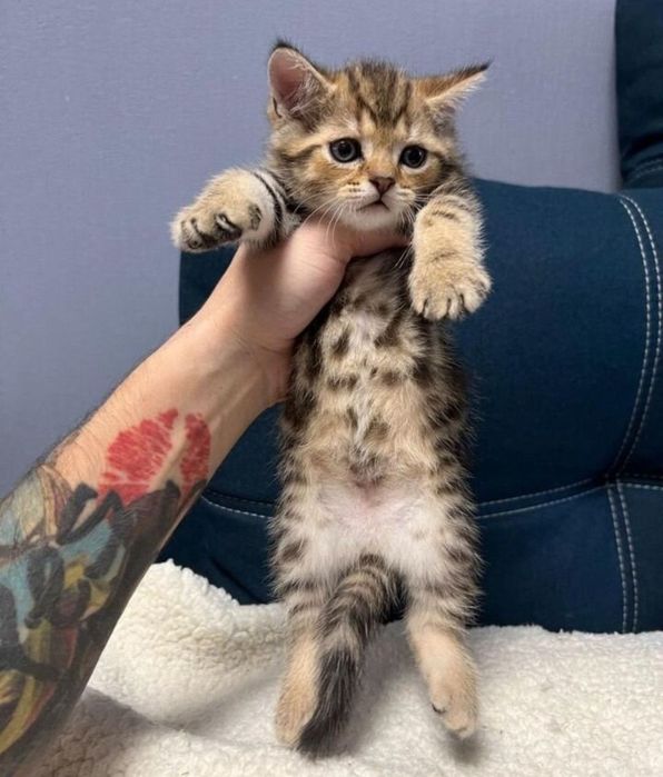 Шотладские котяьа вискас золото, 1.5 мес